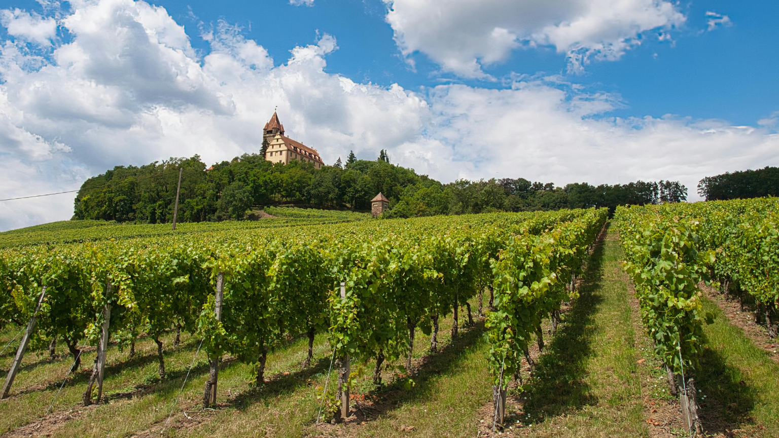 Vignobles de Champagne, paysages viticoles typiques dans la Marne